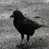 Wernair profil fotoğrafı