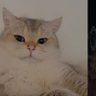 gülay baki's profile picture