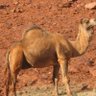 Jack Camel's profile picture