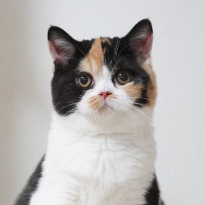 おあげ🍘's profile picture