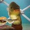 Фото профиля No Nonsense Fish