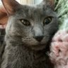 Matisyahu's profile picture