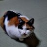 コロコロン's profile picture