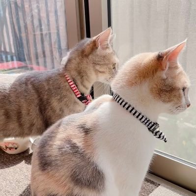 きな🐈あん🐈⬛の日常とその他's profile picture