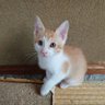 イヴリス@全ての猫が幸せになれますように。のりにゃ~15番 profil fotoğrafı