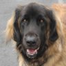 leonberger profil fotoğrafı