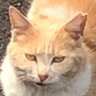 Profilbild von 猫