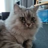 Turd Furguson 的头像