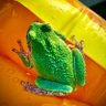 Michigan 🐸 profil fotoğrafı
