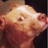 Profilbild von Juan Thotti