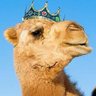 King Camel profil fotoğrafı