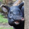 braatsch profil fotoğrafı