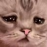 ʕ•ᴥ•ʔ profil fotoğrafı