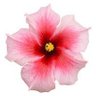 Philip Adolph's profile picture