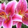 Lily B profil fotoğrafı