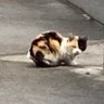 Profilbild von 猫侍