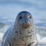 海豹 profil fotoğrafı