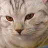 Добро должно быть с кулаками's profile picture