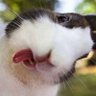 Mo Li's profile picture