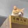 年年有鱼鹅's profile picture