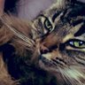 Tina ( Stage Cat Mama)'s profile picture