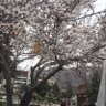 Papatya 🌼 的头像