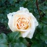 Diana BZH's profile picture