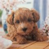 Фото профиля sachiko