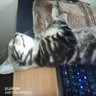 Profilbild von Mister the Cat