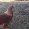 TheChicken Post's profile picture