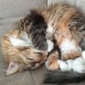 KB 🐈 profil fotoğrafı