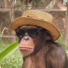 ãããããŽ's profile picture