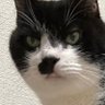 Profilbild von ザ・チョビー (ミニ四駆キャットの会)