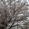Фото профиля むくむく阿佐ヶ谷