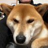 akuy_akuy 的头像