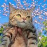 Profilbild von Декан Скуффендуя