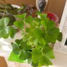 Фото профиля Irishgirl17