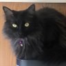 S Chatte ^..^ profil fotoğrafı