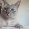 Ângela Maria Di Léo profil fotoğrafı