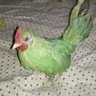 Julio the Bird 的头像