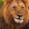Profilbild von León