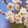 婉梅 profil fotoğrafı