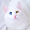 Mano's profile picture