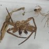 Jack-Eliza: Spider enjoyer 🏴🏳️🏳️🐀's profile picture