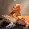Фото профиля たかゆき&FXDB &🦎フトアゴ。