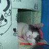 ねね profil fotoğrafı