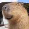 Profilbild von Benji