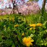 あず's profile picture