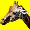 きりん太🦒 的头像