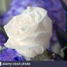 Фото профиля Michelle Carstens 미셸 Weiße Rose